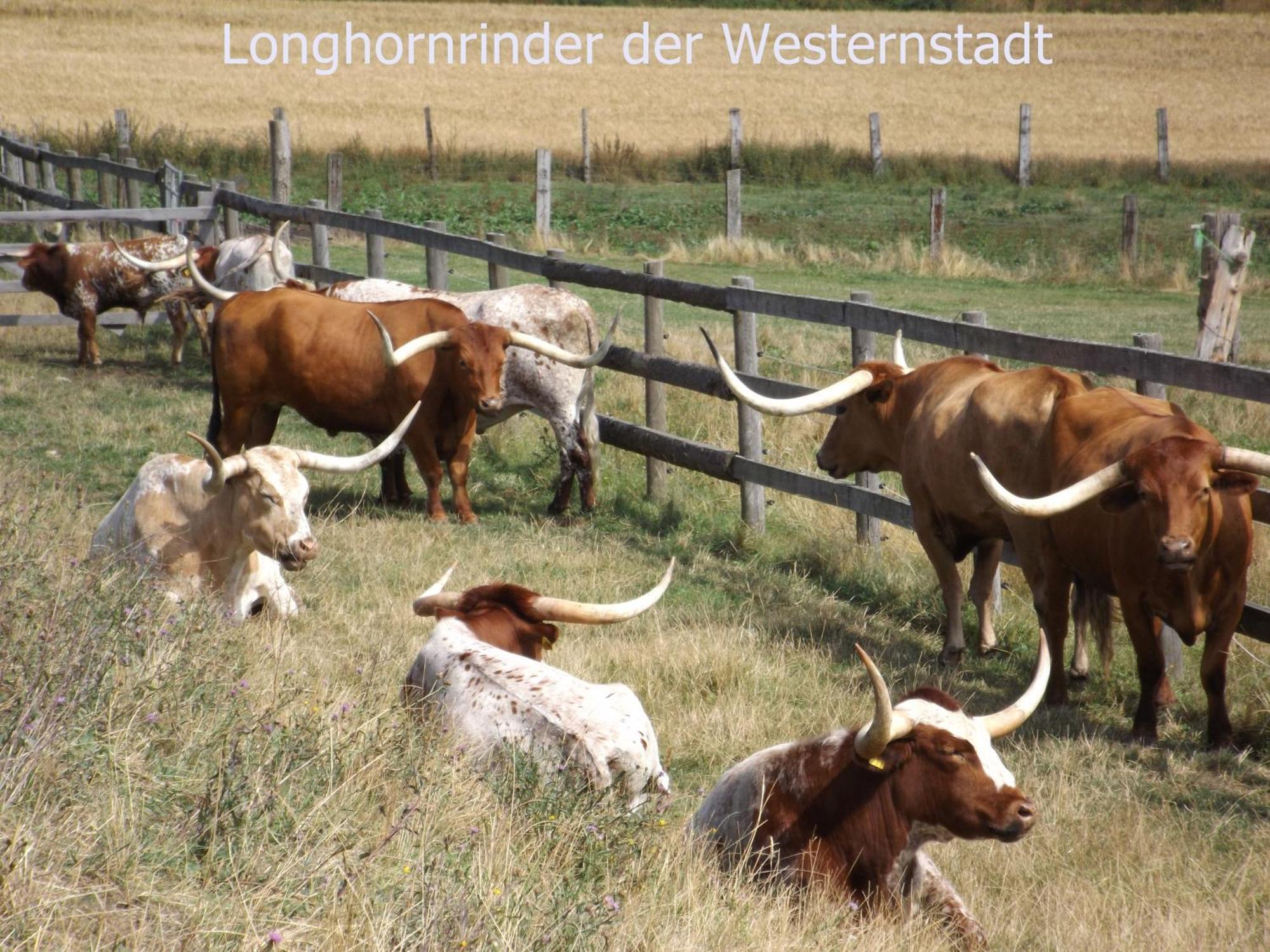 Harzhaus Wienrode Fewo Harzblick Bagian luar foto